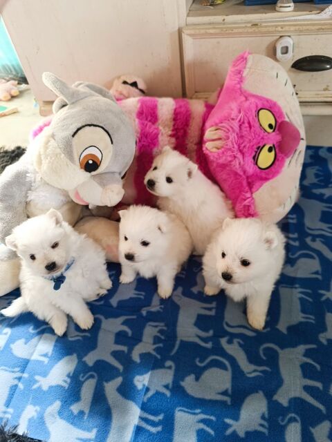 Spitz japonais lof 1500 89130 Toucy