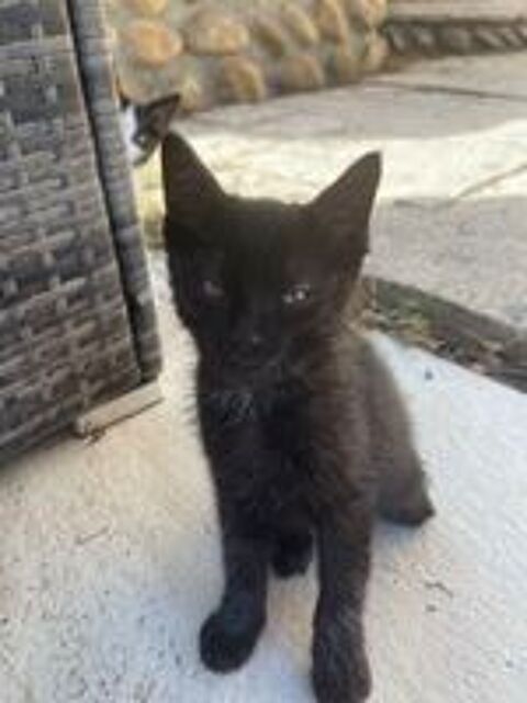   chaton 