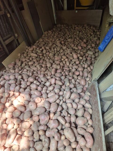 Pomme de terre Romagn (35)