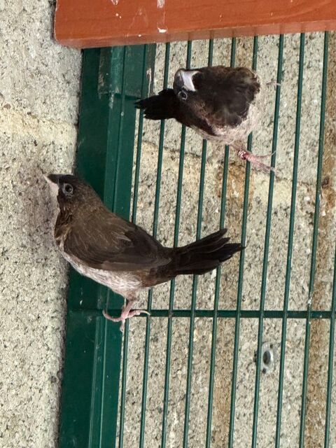 moineau du japon 10 91660 Mrville