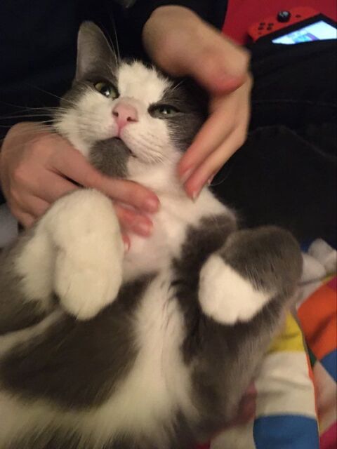 Donne Chat Chaton A Sarcelles 95 Annonces De Chats Chatons A Donner