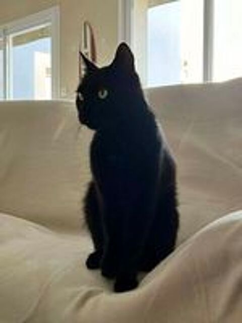   BAMBOU, magnifique chat noir à adopter via l'association UMA  