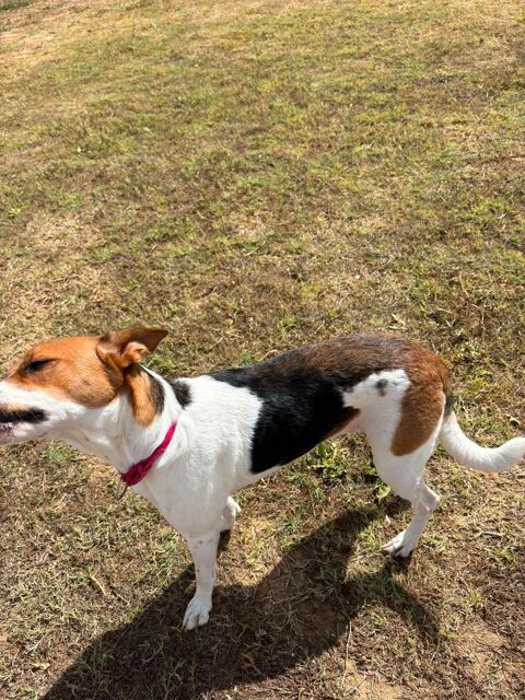 ARKA, chienne type beagle/&eacute;pagneule, 1 an 220 34500 Béziers