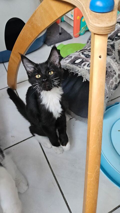 Chatons a l adoption 1000 66280 Saleilles