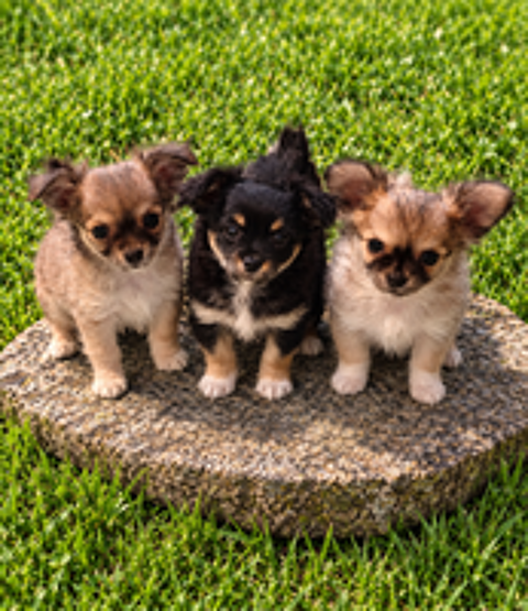   Disponible chiots chihuahua 