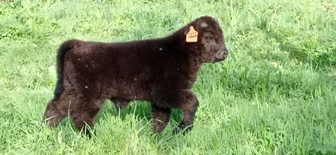 Veau Highland male 29290 Saint-renan