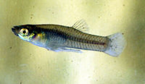   gambusies (guppy d eau froide) 