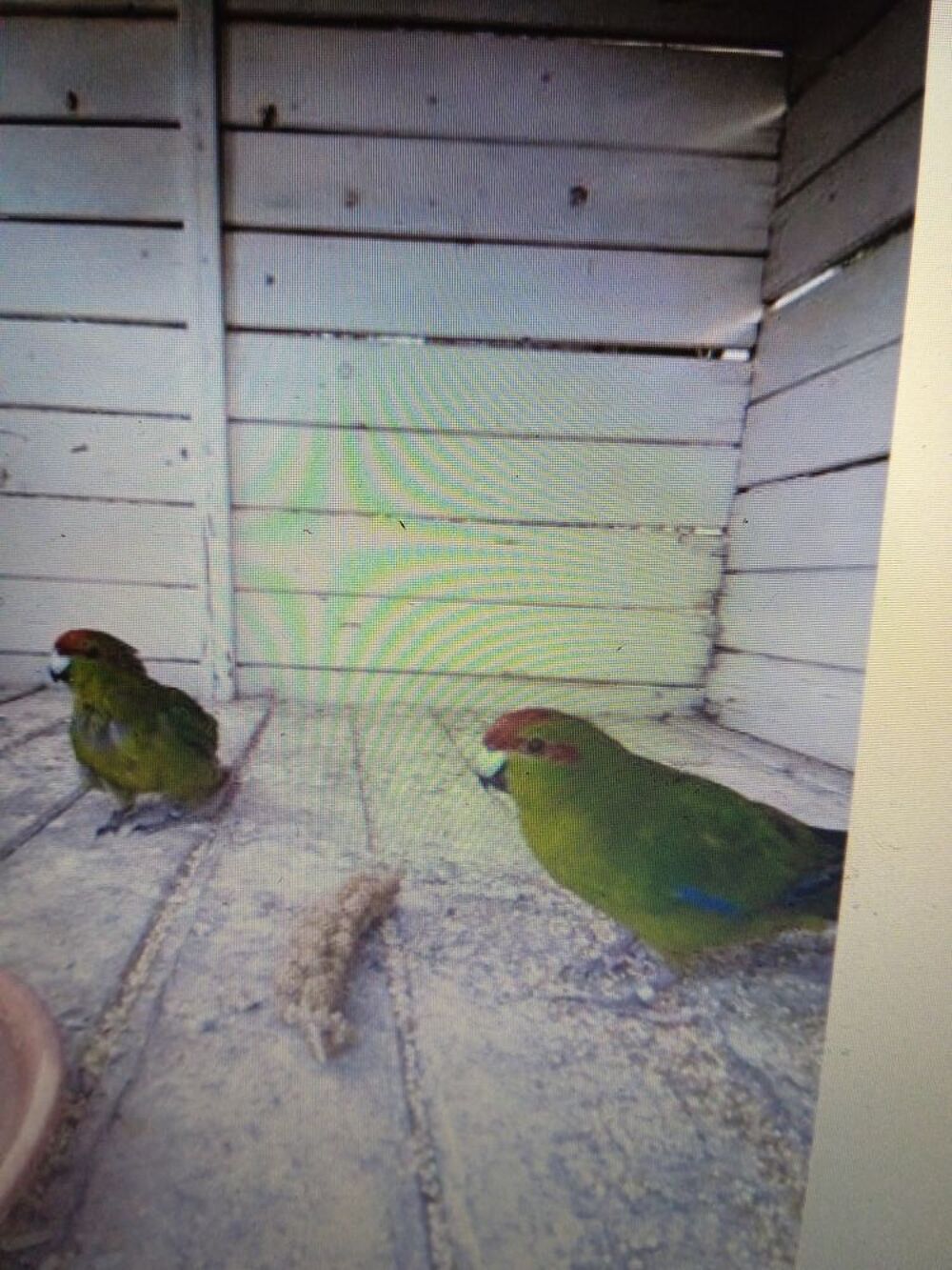   Couple kakariki  