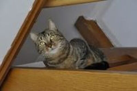  Chat RAMIRES  l adoption 