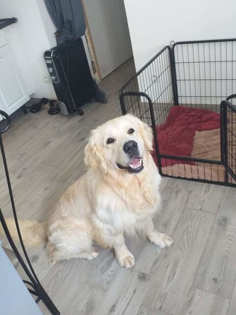propose saillie m&acirc;le golden retriever 150 59264 Onnaing
