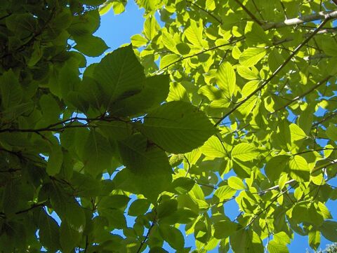 Jardinier - Jardinage - Jardin - D&eacute;broussaillage - Elagage 0 34080 Montpellier