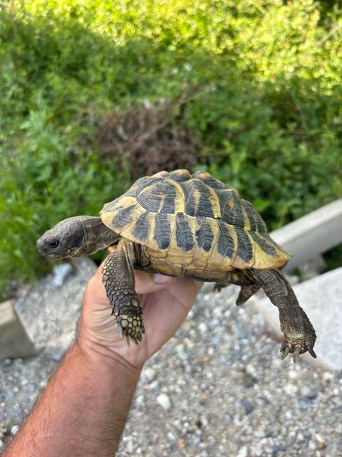 Tortue de terre 250 38000 Grenoble