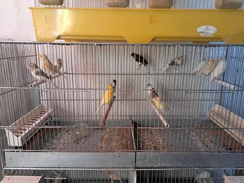 canaris 25 13340 Rognac