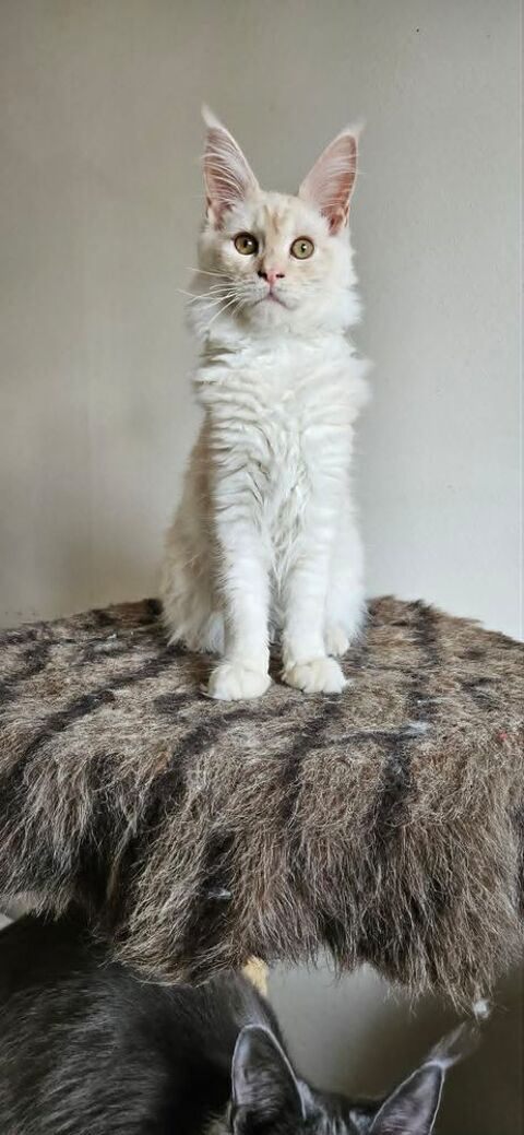 Chaton maine coon loof 1200 77640 Jouarre