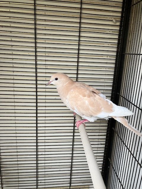 Don Tourterelle couleur Isabelle 0 94300 Vincennes