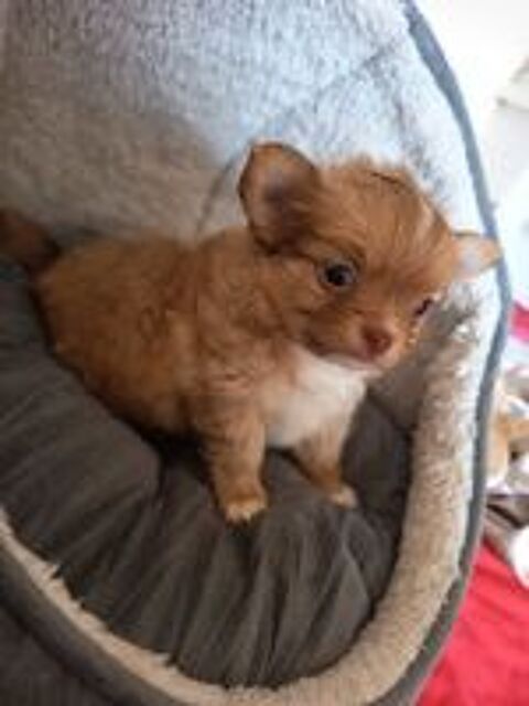   Chihuahua 
