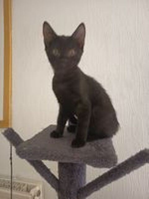   Chatons à donner  