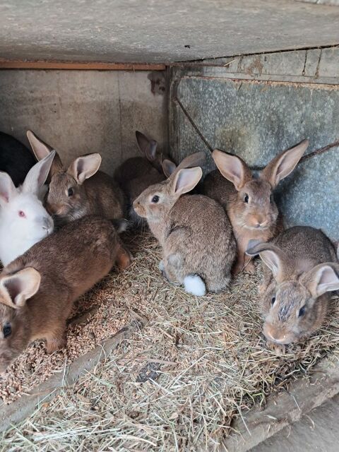 Lapins chèvres et lapins fermiers- 2 à 4 mois 12 32110 Sion