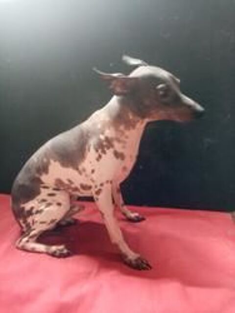 Saillie Chien Nu L&eacute;opard 0 66000 Perpignan