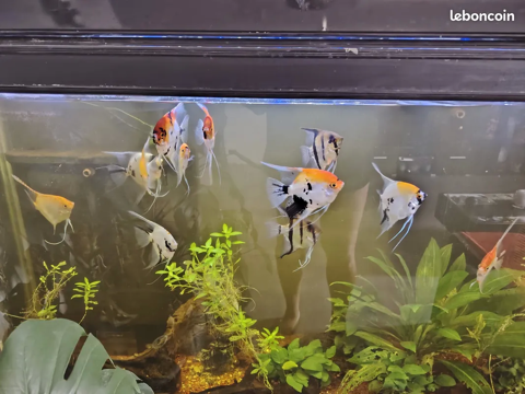 SCALAIRES ADULTES 72 54300 Moncel-l�s-lun�ville