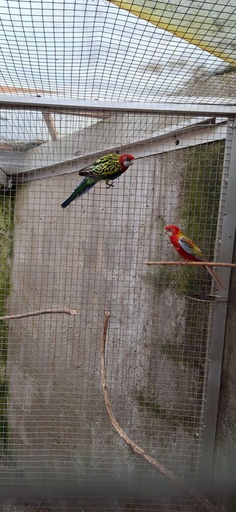 Omnicolore 40 85360 La tranche-sur-mer