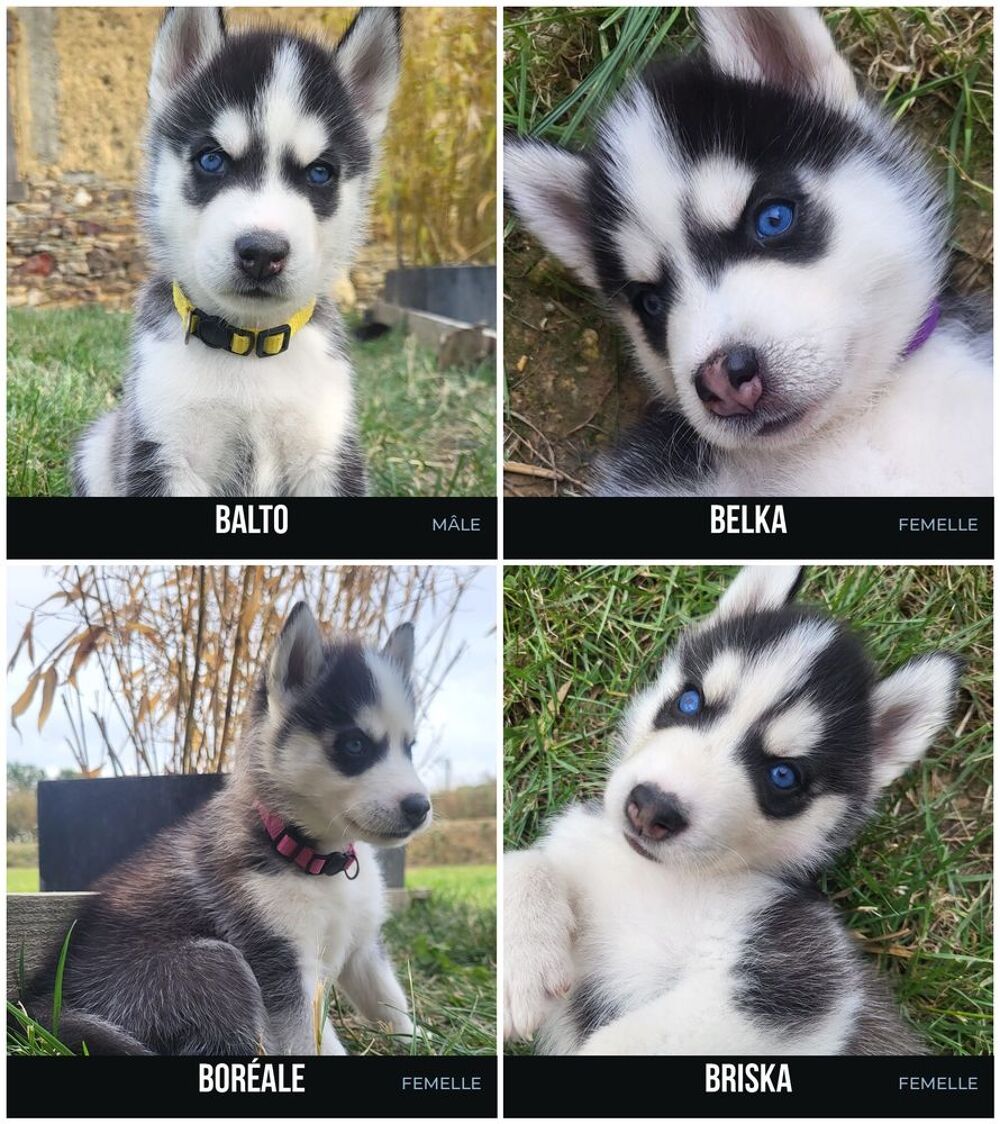   4 chiots Husky de Sibérie LOF, parents visibles sur place 