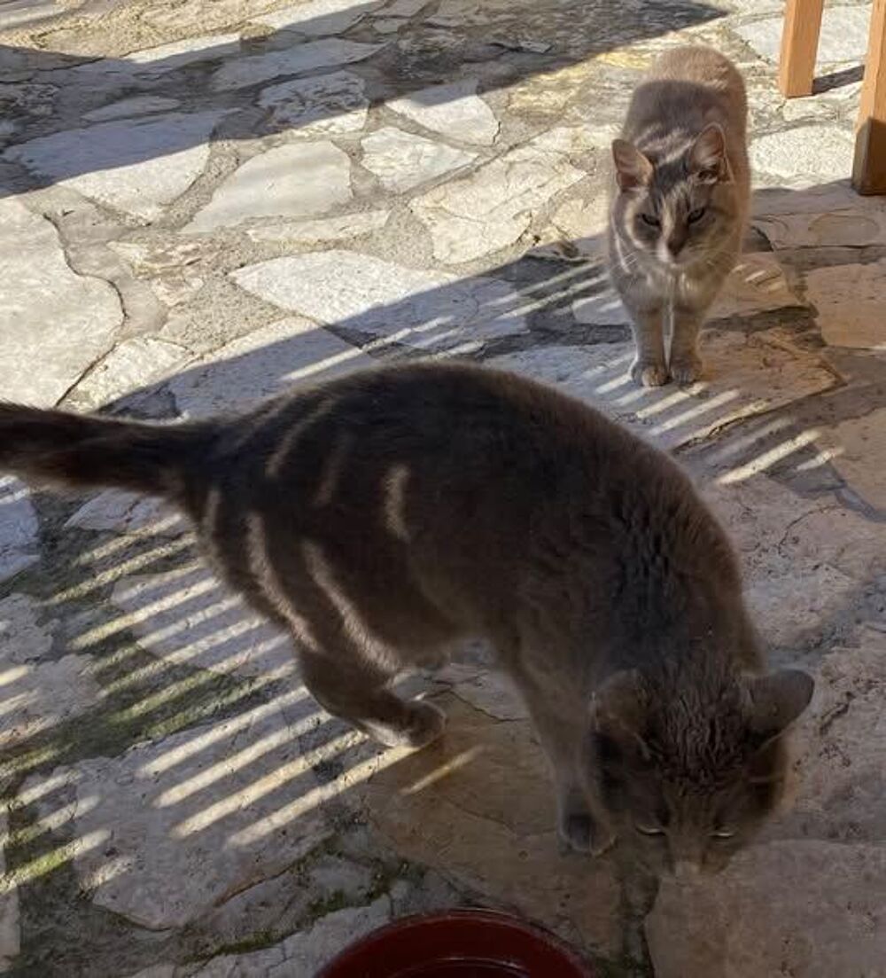   Chat MIMINE et RAZMOKET à l adoption 