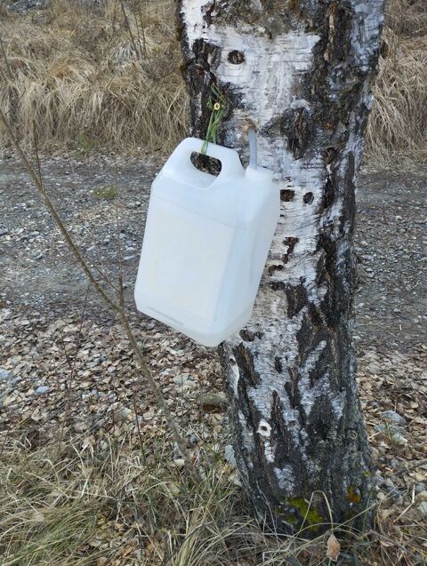 s�ve de bouleau 5 Montclar (04)