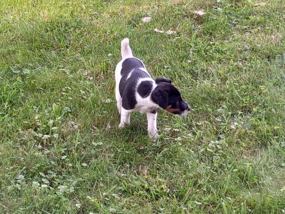   Chiot fox terrier  