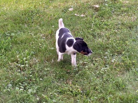 Chiot fox terrier 0 62830 Carly