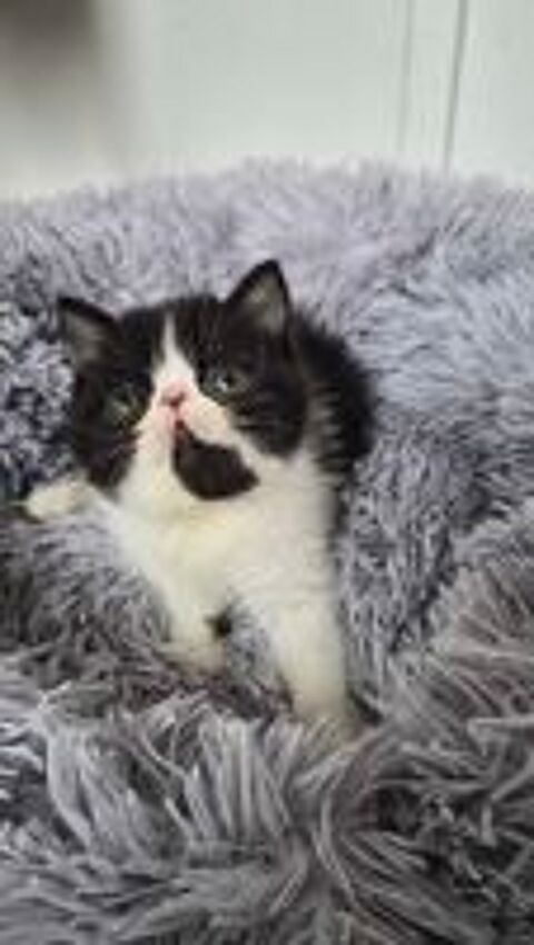   Chatons persan exotic shorhair  