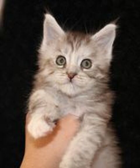   Chatons Maine-coon Disponibles  