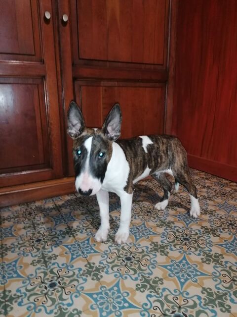 bull terrier 1500 45340 Montliard