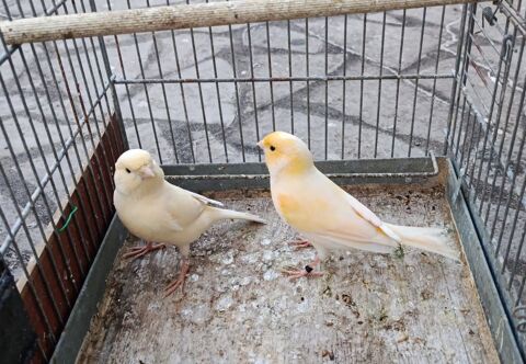 Couple canaris 50 33114 Le barp