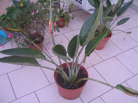 strelitzia oiseau du paradis 20 Saint-Macaire (33)