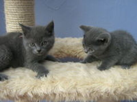   Chatons Chartreux LOOF + pedigree 