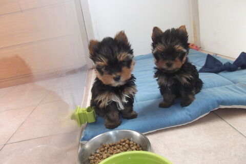 CHIOTS YORKSHIRE TERRIER MALE ET FEMELLE (DE PARENTS LOFT) 1250 30000 N�mes