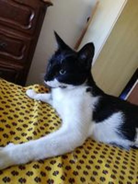   Gentille chatte noire et blanche à adopter sur Marseille 