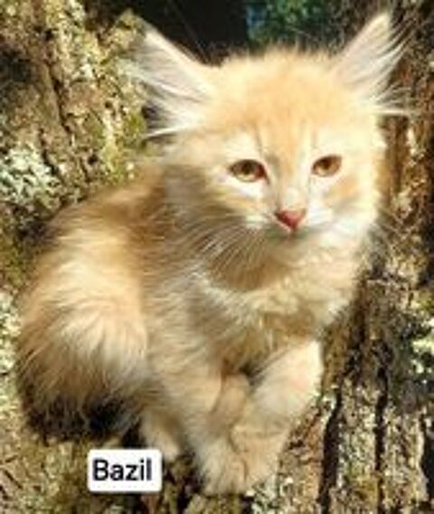   Chaton siberien loof male  
