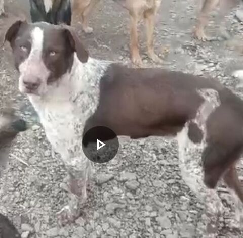 MANGO MALE NON CASTRÉ  2 ANS A SAUVER DE ROUMANIE2 ADOPTION OU ACCEUIL 0 75018 Paris