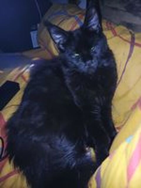   Superbe maine coon femelle loof 
