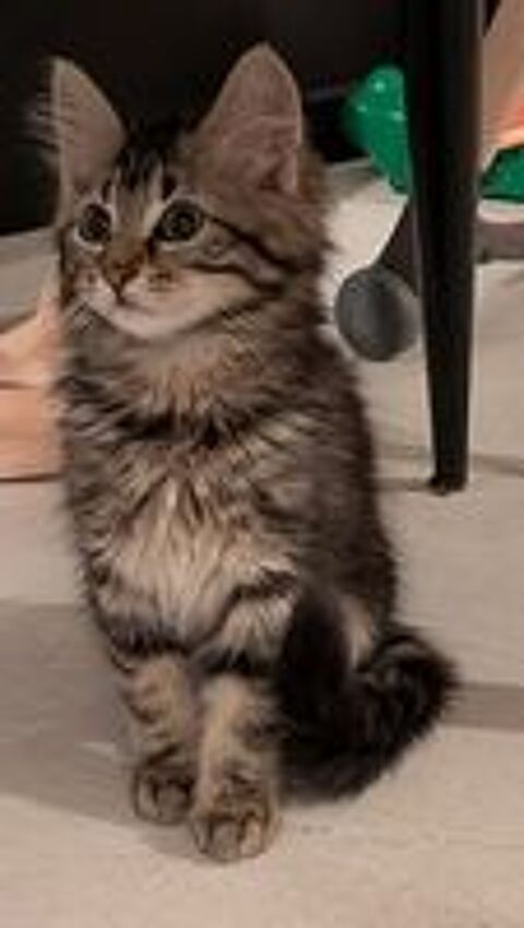   Chaton femelle 3 mois 