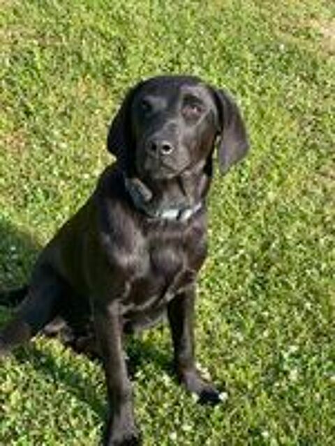   Jeune màle Labrador 