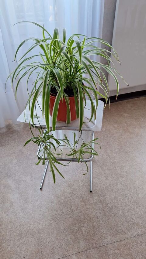 Plante d'interieur 20 Villeneuve-sur-Lot (47)