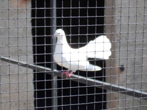 PIGEON PAON BLANC 15 01400 Condeissiat