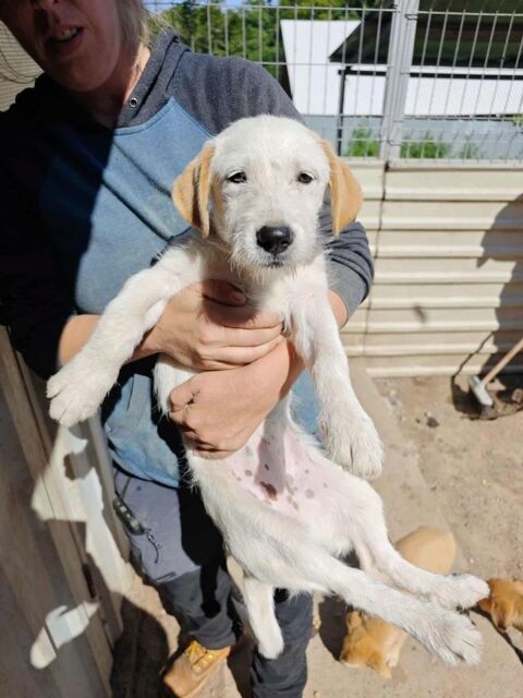Gypse à l'adoption 320 69003 Lyon