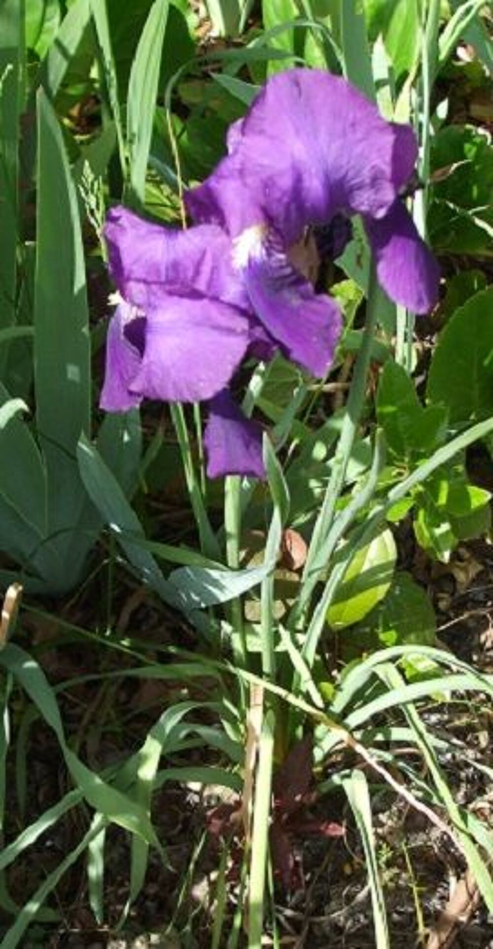 murier sans epines et autres Jardin