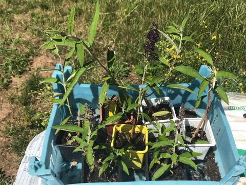 Sept plants d'arbre � papillons 18 Mottier (38)