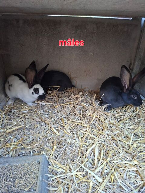 Geant Papillon 3 mois 40 77370 Maison-rouge