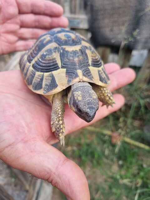 Tortue 60 34400 Saturargues